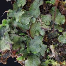 Attēlu rezultāti vaicājumam “Preissia quadrata”