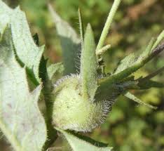 Attēlu rezultāti vaicājumam “Aulacidea hieracii”