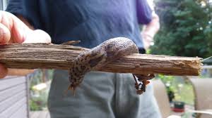 Attēlu rezultāti vaicājumam “Limax maximus”