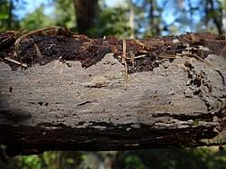 Attēlu rezultāti vaicājumam “Phlebia serialis”