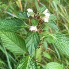 Attēlu rezultāti vaicājumam “Galeopsis bifida leaf”