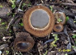 Attēlu rezultāti vaicājumam “Humaria hemisphaerica”