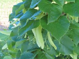 Attēlu rezultāti vaicājumam “Tilia x moltkei”