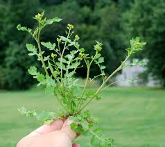 Attēlu rezultāti vaicājumam “Rorippa palustris leaf”