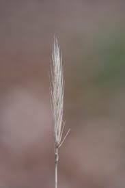 Attēlu rezultāti vaicājumam “Hordelymus europaeus fruit”