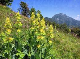 Image result for Enzian