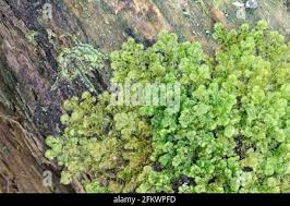 Attēlu rezultāti vaicājumam “Ptilidium pulcherrimum”