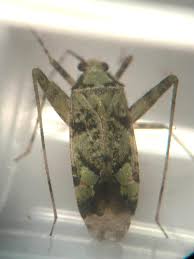 Attēlu rezultāti vaicājumam “Phytocoris tiliae”