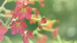 Image result for Nicotiana x sanderae