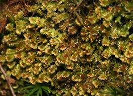 Attēlu rezultāti vaicājumam “Diplophyllum albicans”