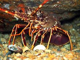 Image result for Palinurus elephas