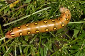 Attēlu rezultāti vaicājumam “Hyles gallii imago”