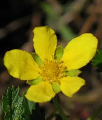 Attēlu rezultāti vaicājumam “Argentina anserina leaf”