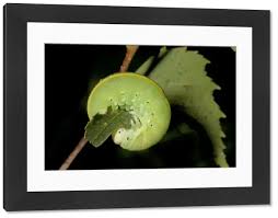 Attēlu rezultāti vaicājumam “Cimbex femoratus larva”