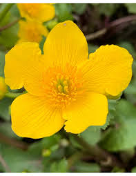 Attēlu rezultāti vaicājumam “Calla palustris”