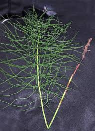 Attēlu rezultāti vaicājumam “Equisetum pratense”