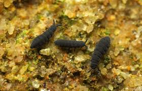 Attēlu rezultāti vaicājumam “Hypogastrura sp.”