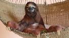 Mammals, Mammal Pictures, Facts About Mammals - National Geographic
