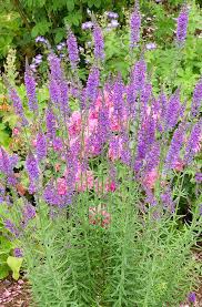 Image result for Linaria purpurea