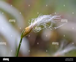 Attēlu rezultāti vaicājumam “Trichophorum alpinum fruit”