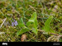 Attēlu rezultāti vaicājumam “Veronica officinalis fruit”
