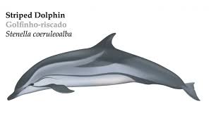 Image result for Stenella coeruleoalba