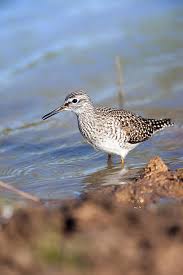 Attēlu rezultāti vaicājumam “Tringa glareola adult”