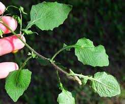 Attēlu rezultāti vaicājumam “Lapsana communis leaf”