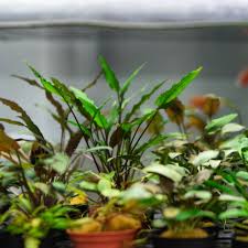 Attēlu rezultāti vaicājumam “Cryptocala chardinyi”