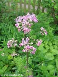 Attēlu rezultāti vaicājumam “Thalictrum aquilegifolium”