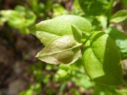 Attēlu rezultāti vaicājumam “Vaccinium myrtillus leaf”