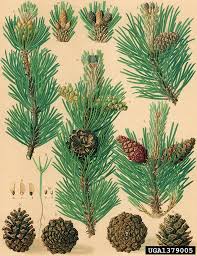 Attēlu rezultāti vaicājumam “Pinus mugo male flower”