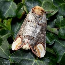 Attēlu rezultāti vaicājumam “Phalera bucephala”