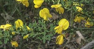 Attēlu rezultāti vaicājumam “Cytisus scoparius leaf”