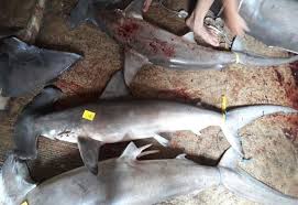 Image result for Sphyrna lewini