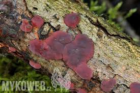 Attēlu rezultāti vaicājumam “Cytidia salicina”