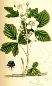 Attēlu rezultāti vaicājumam “Rubus caesius flower”
