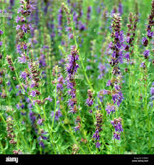 Image result for Ysop