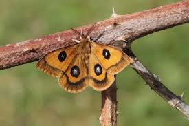 Attēlu rezultāti vaicājumam “Aglia tau”