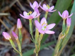 Attēlu rezultāti vaicājumam “Centaurium erythraea flower”