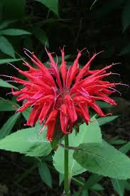 Image result for Monarda didyma