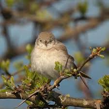 Image result for Sylvia nana