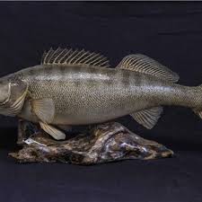 Image result for Lithognathus mormyrus