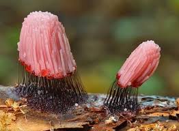 Attēlu rezultāti vaicājumam “Stemonitis fusca plasmodium”