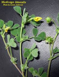 Attēlu rezultāti vaicājumam “Medicago”