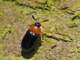 Attēlu rezultāti vaicājumam “Tetratomidae”