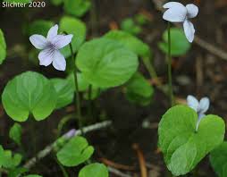 Attēlu rezultāti vaicājumam “Viola palustris”