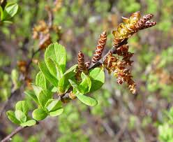 Attēlu rezultāti vaicājumam “Myrica gale fruit”