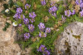 Attēlu rezultāti vaicājumam “Astragalus danicus leaf”