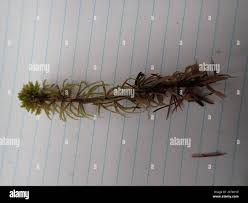 Attēlu rezultāti vaicājumam “Sphagnum wulfianum”